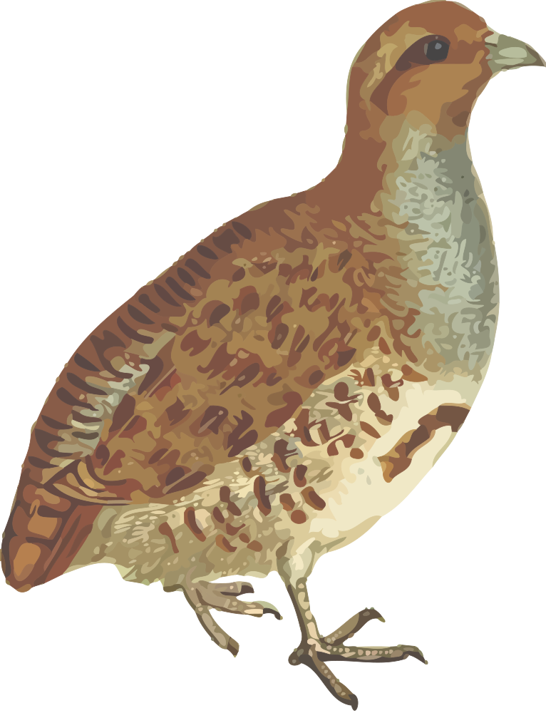 OnlineLabels Clip Art - Grey Partridge (Isolated)